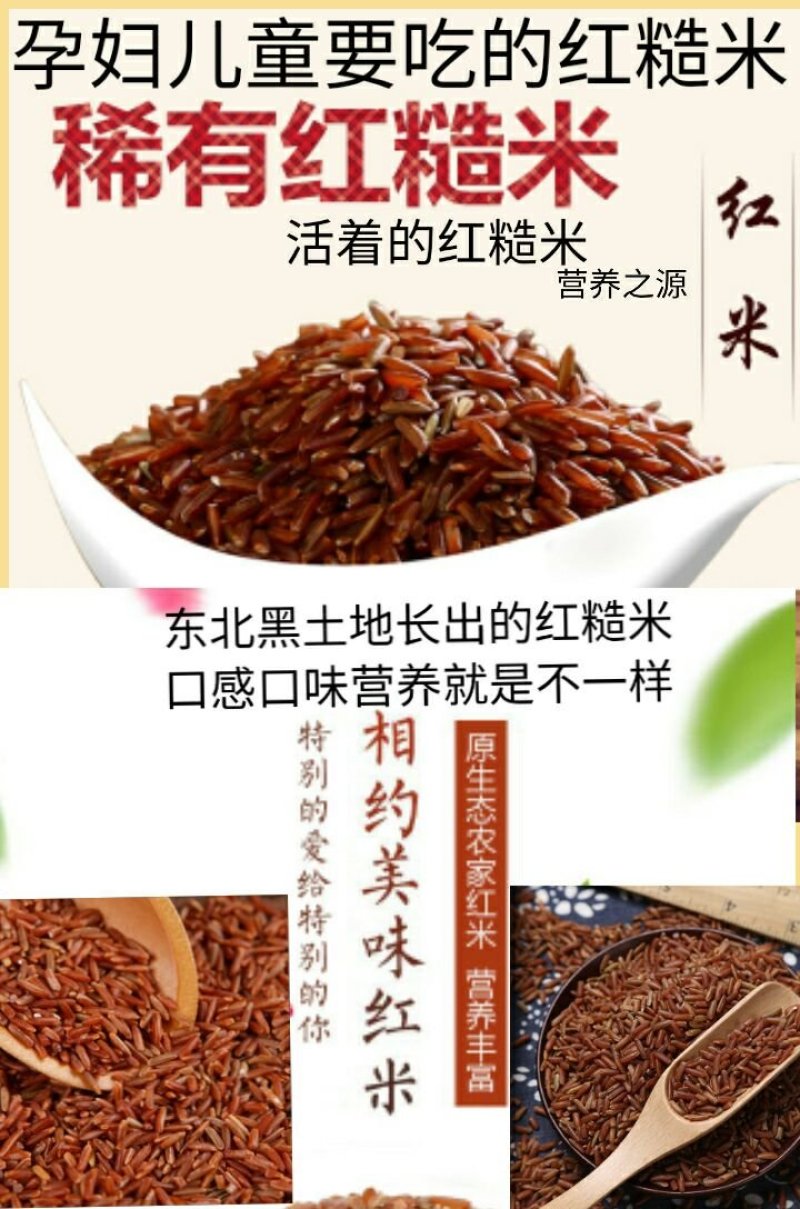 红糙米稀少红糙米会发芽的活米红糙米5斤装包邮
