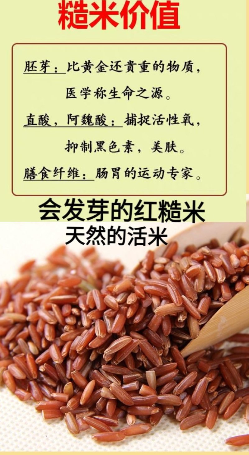 红糙米稀少红糙米会发芽的活米红糙米5斤装包邮