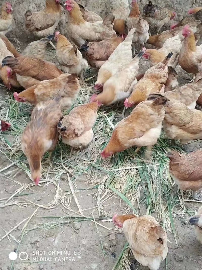 土鸡蛋