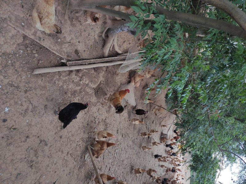 土鸡蛋