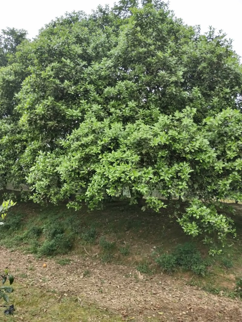 丛生香泡丛生香橼香柚椪柑