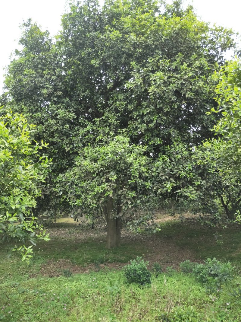 丛生香泡丛生香橼香柚椪柑