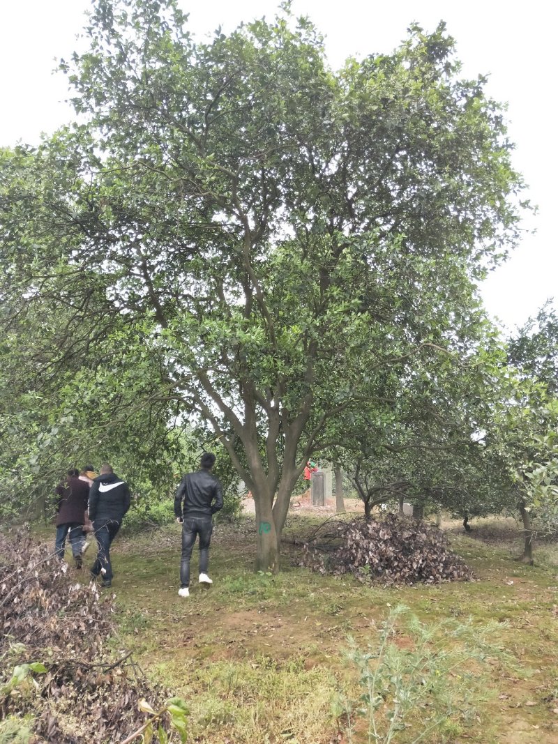 丛生香泡丛生香橼香柚椪柑