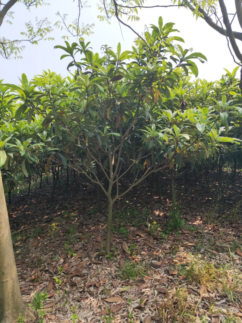 枇杷树
