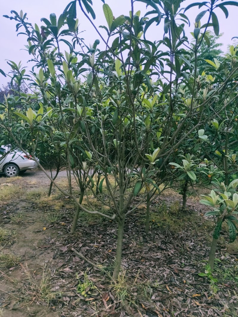 枇杷树