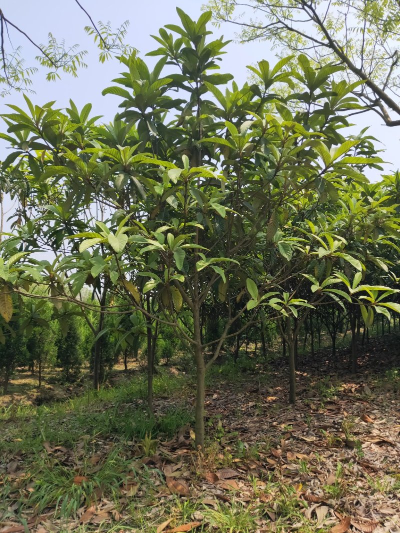 枇杷树