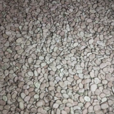 蚕豆大货供应