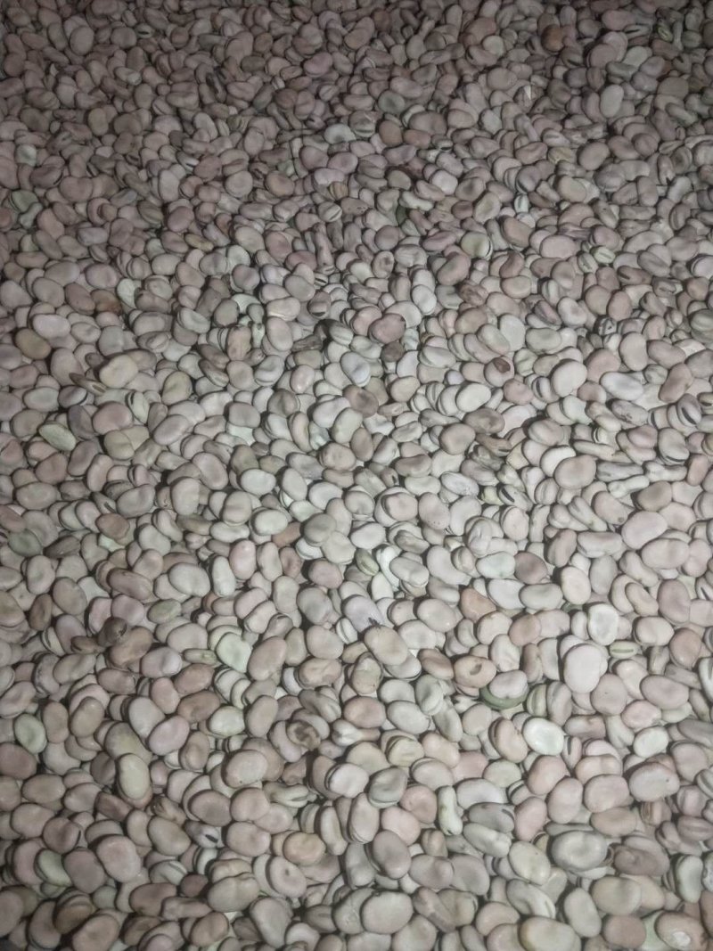 蚕豆大货供应