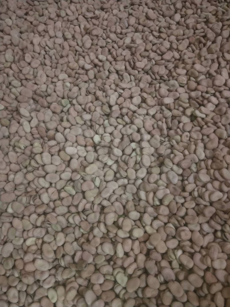 蚕豆大货供应