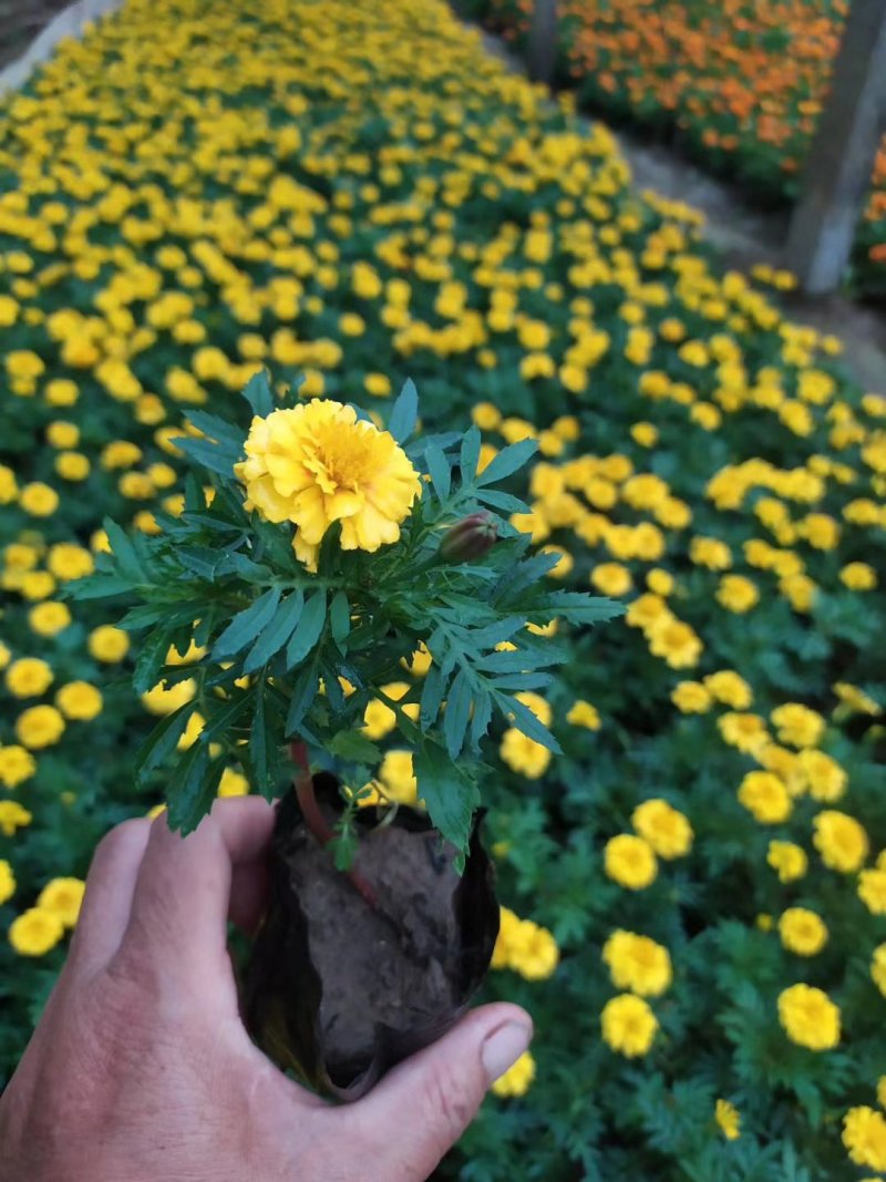 孔雀草，基地自产一手货源，质量保障？红黄两种颜色