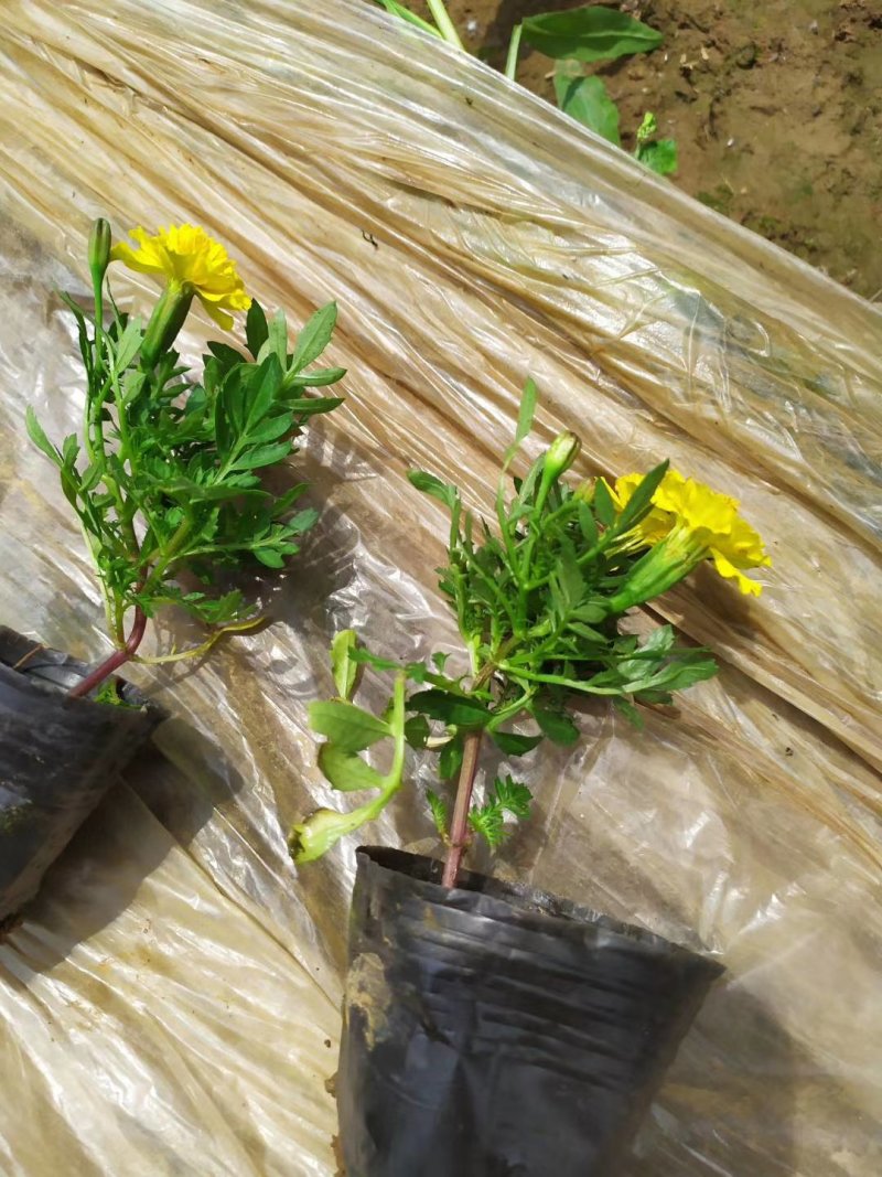 孔雀草，基地自产一手货源，质量保障？红黄两种颜色