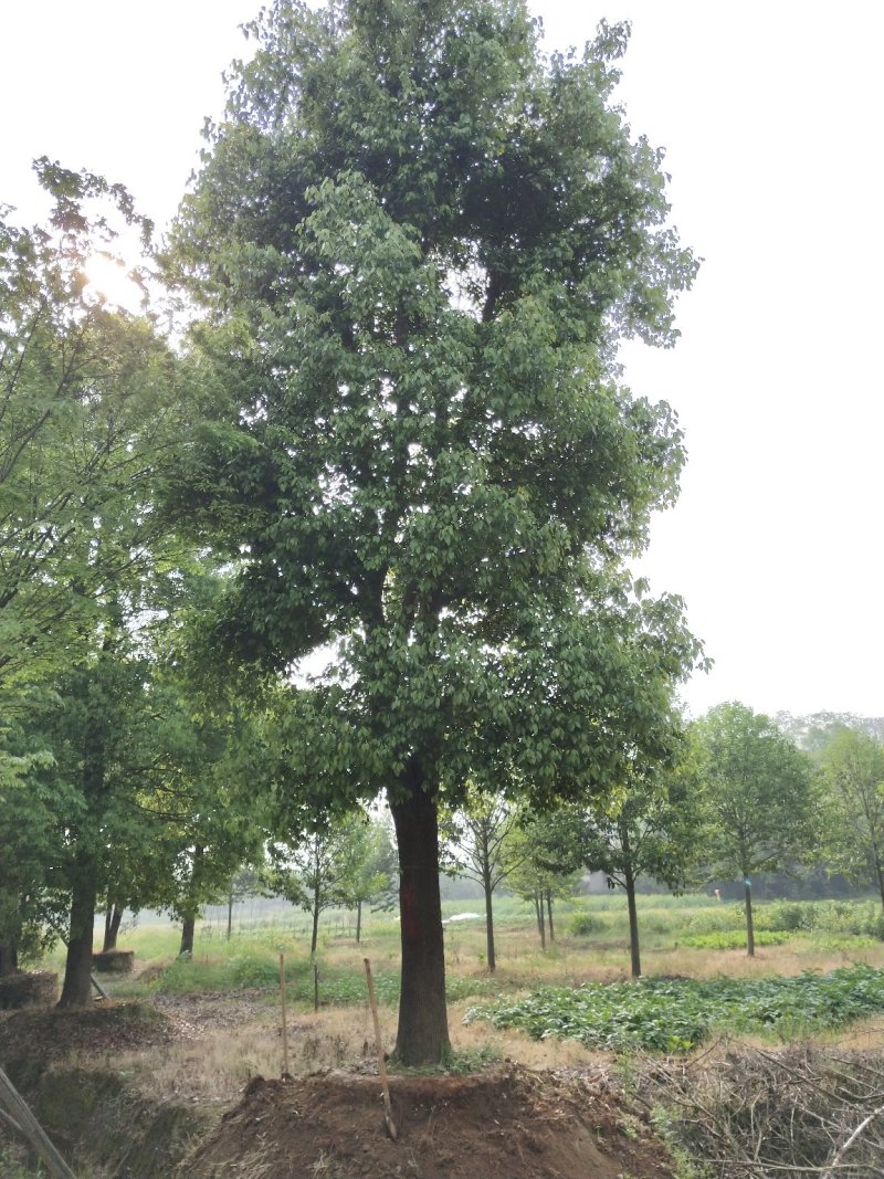 骨架移栽香樟容器香樟大骨架香樟