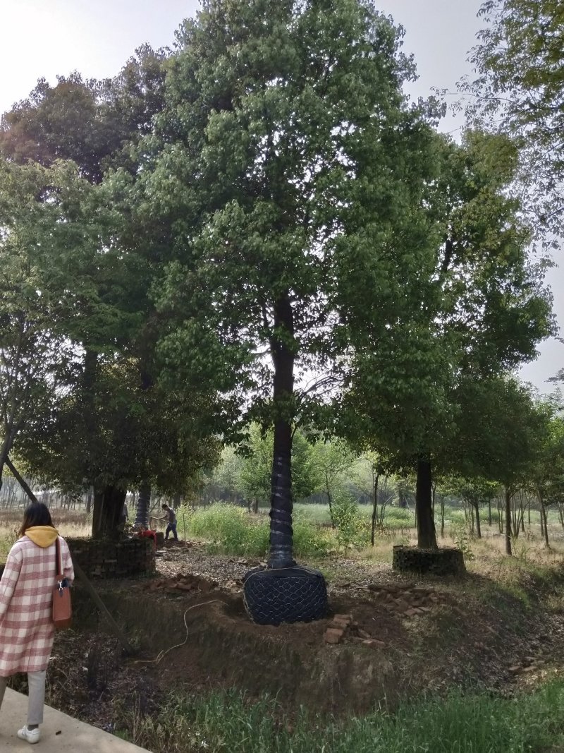 骨架移栽香樟容器香樟大骨架香樟
