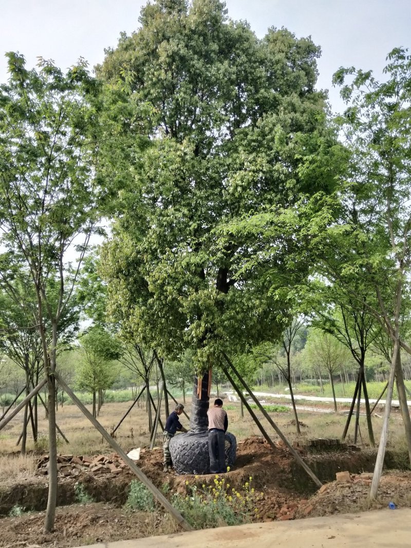 骨架移栽香樟容器香樟大骨架香樟