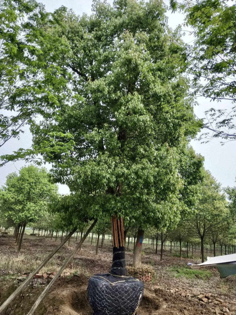 骨架移栽香樟容器香樟大骨架香樟