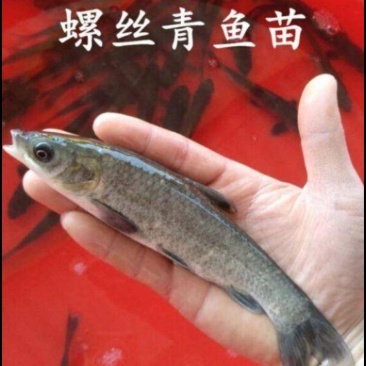 青鱼苗，又名螺丝青，洪湖本地土塘养殖青鱼苗，适应性强！
