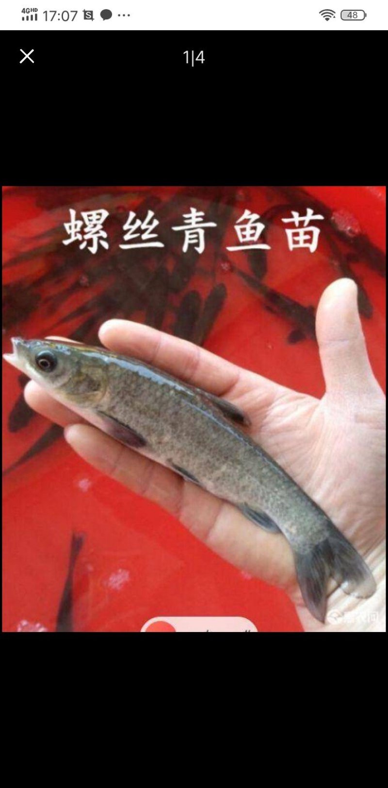 青鱼苗，又名螺丝青，洪湖本地土塘养殖青鱼苗，适应性强！