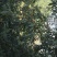自嘎核桃山场转让【非诚勿扰】