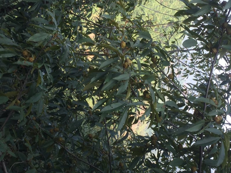 自嘎核桃山场转让【非诚勿扰】