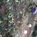 自嘎核桃山场转让【非诚勿扰】