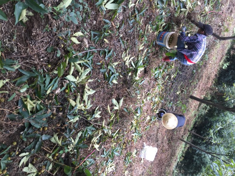 自嘎核桃山场转让【非诚勿扰】