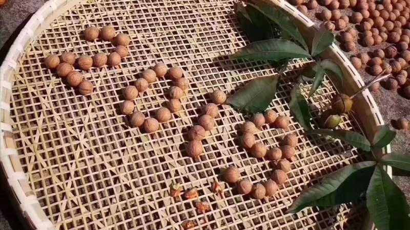 自嘎核桃山场转让【非诚勿扰】