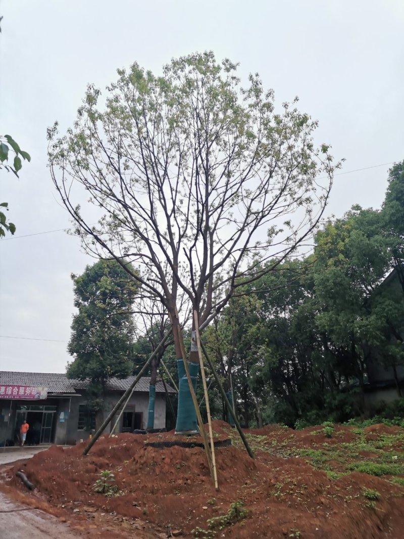 移栽多杆单杆丛生袋苗香樟自家苗圃基地直供