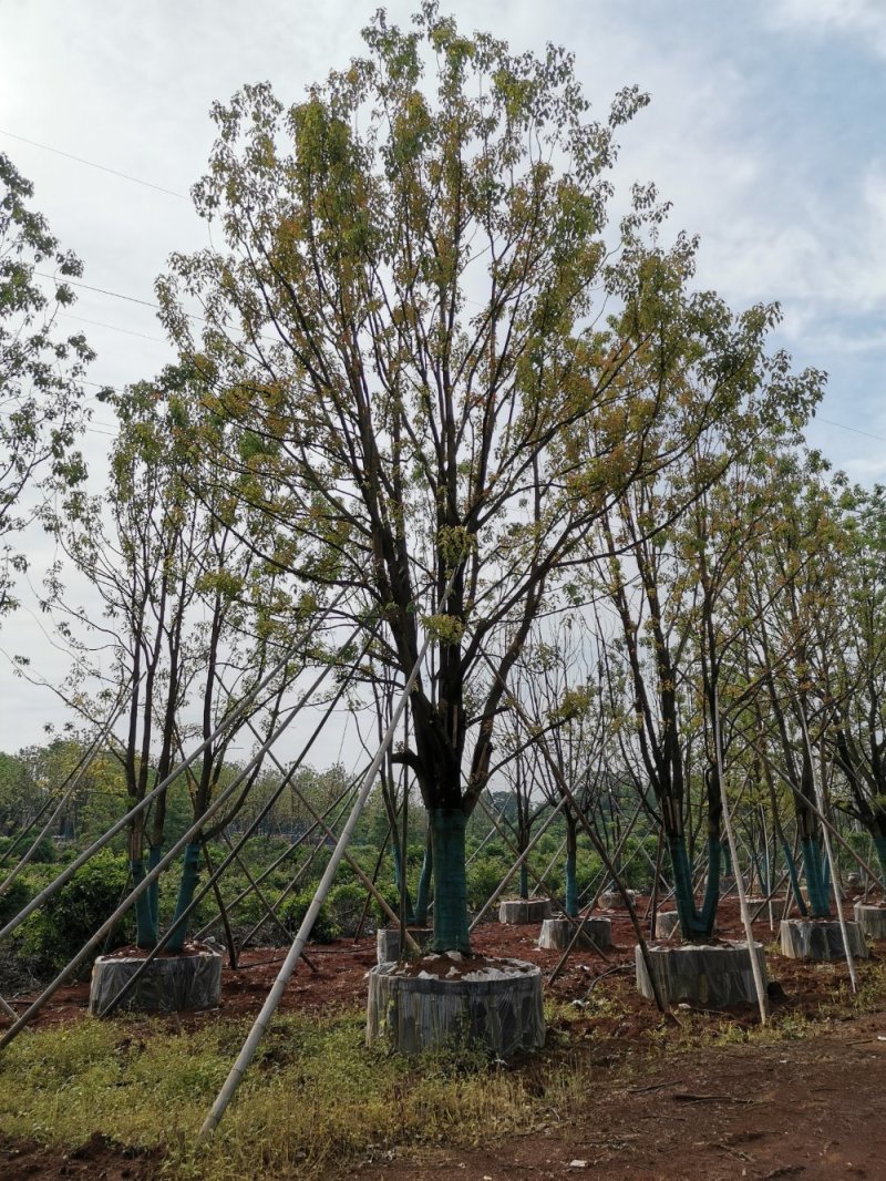 移栽多杆单杆丛生袋苗香樟自家苗圃基地直供