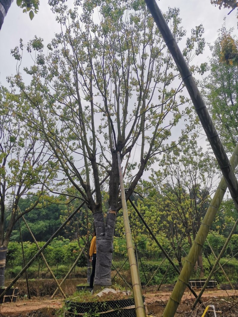 移栽多杆单杆丛生袋苗香樟自家苗圃基地直供