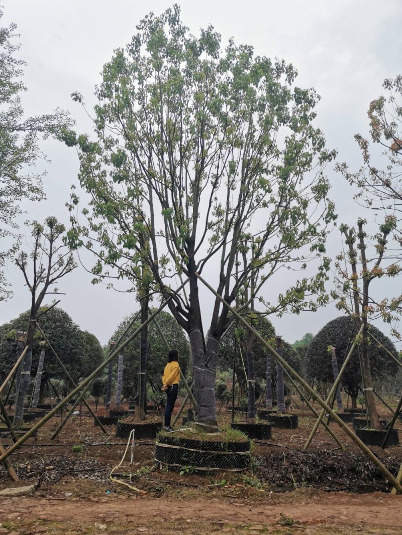 移栽多杆单杆丛生袋苗香樟自家苗圃基地直供