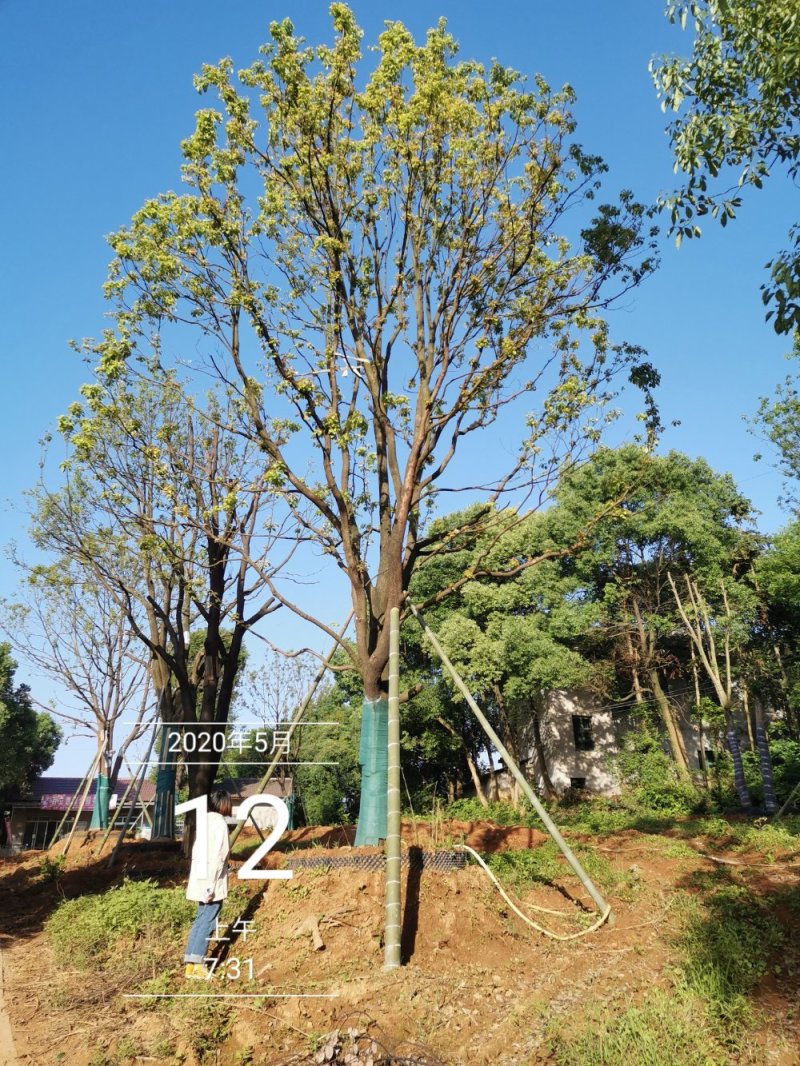 移栽多杆单杆丛生袋苗香樟自家苗圃基地直供