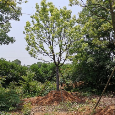 移栽多杆单杆丛生袋苗香樟自家苗圃基地直供