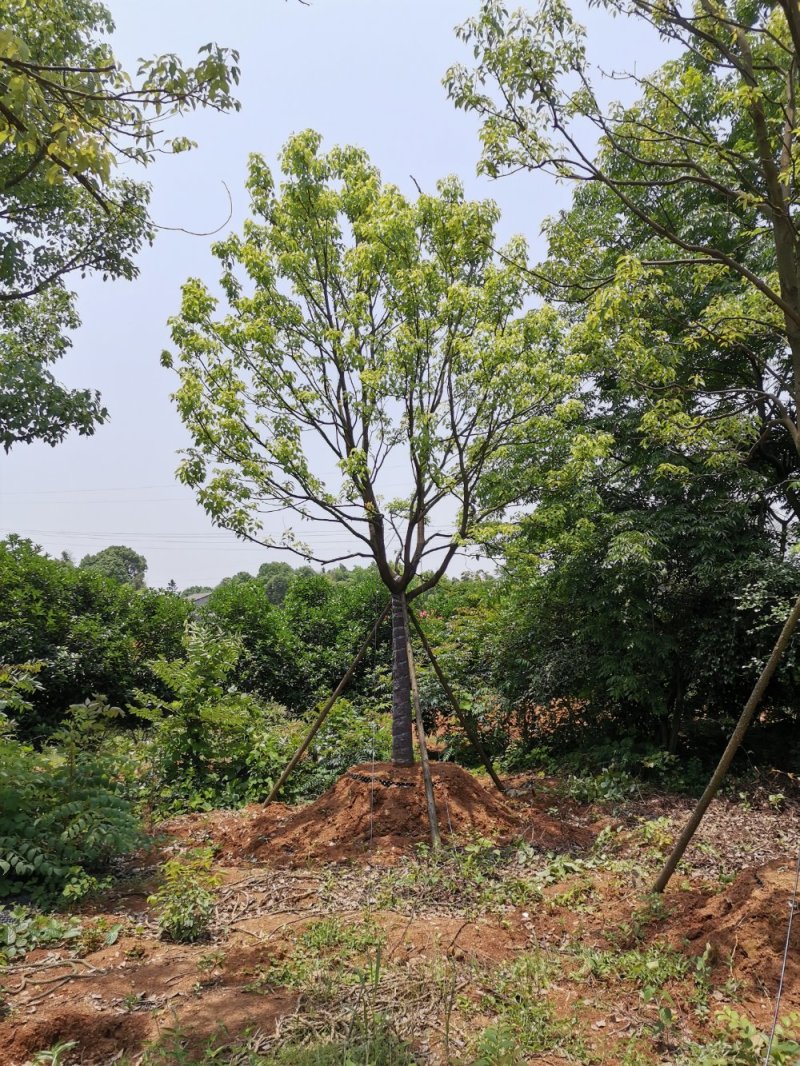 移栽多杆单杆丛生袋苗香樟自家苗圃基地直供