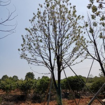 移栽多杆丛生多头单杆香樟自家苗圃基地直供