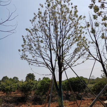 移栽多杆丛生多头单杆香樟自家苗圃基地直供