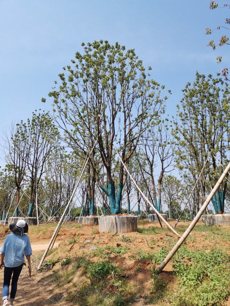 移栽多杆丛生多头单杆香樟自家苗圃基地直供
