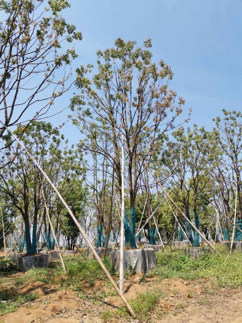 移栽多杆丛生多头单杆香樟自家苗圃基地直供