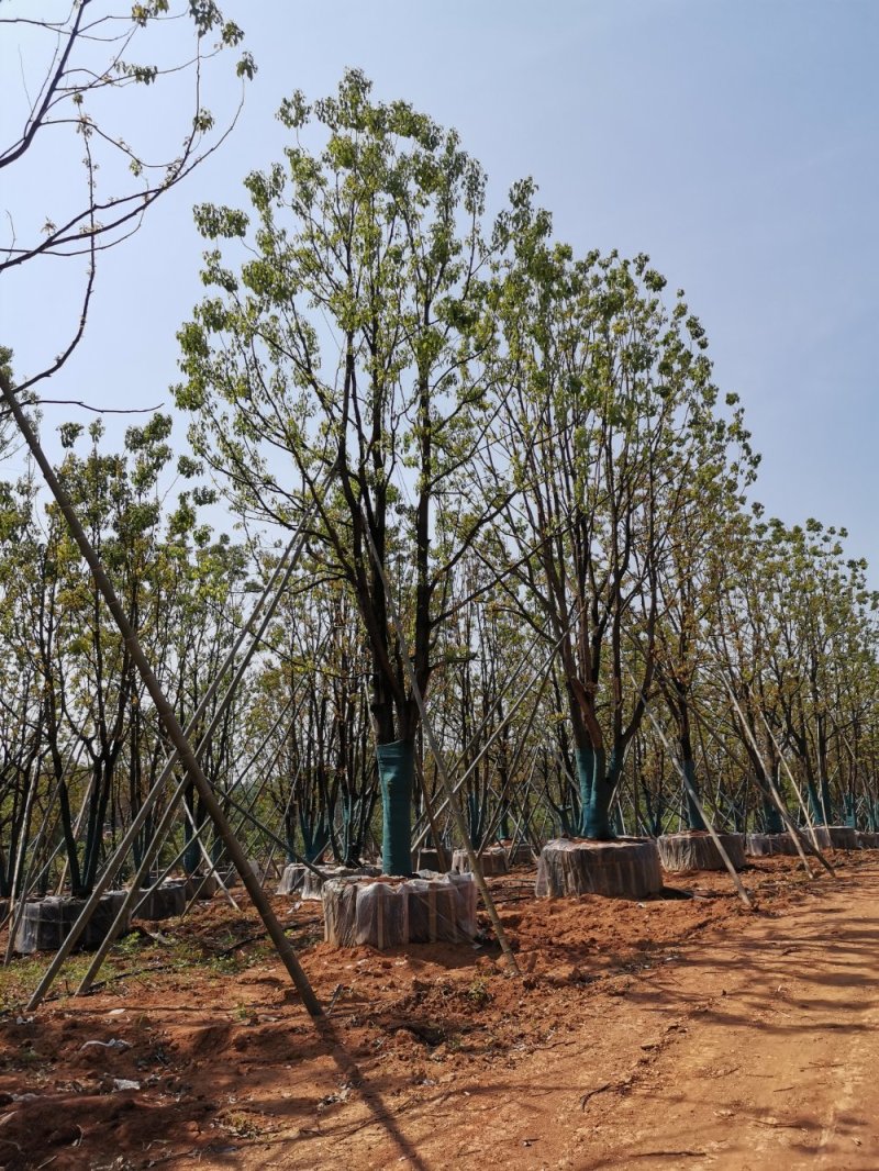 移栽多杆丛生多头单杆香樟自家苗圃基地直供