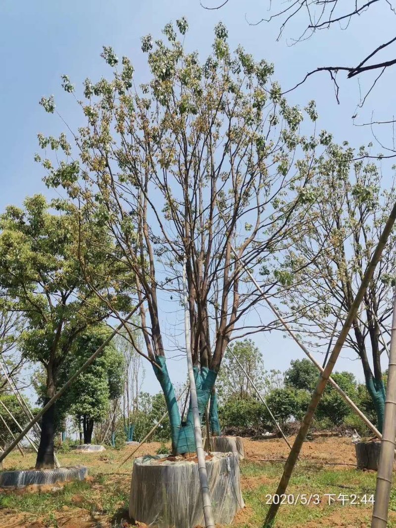 移栽多杆丛生多头单杆香樟自家苗圃基地直供