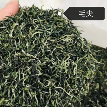贵州黎平高山绿茶，毛尖毛峰海拔八百多米