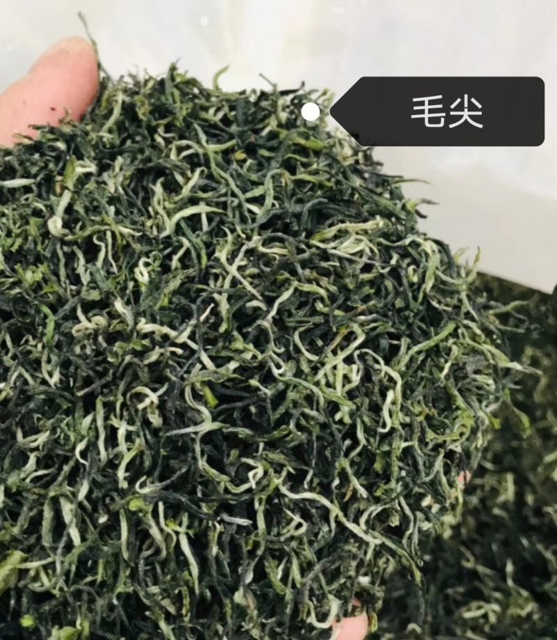 贵州黎平高山绿茶，毛尖毛峰海拔八百多米