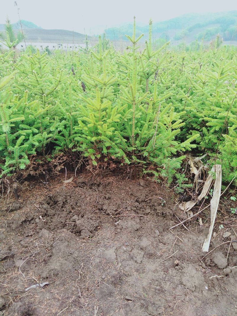 占地树苗云杉高30一60公分