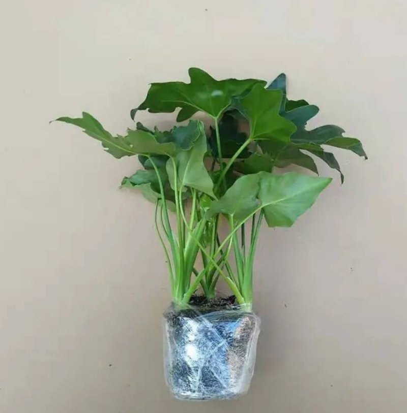 大春羽春雨室内植物绿植盆栽吸甲醛净化空气办公盆栽水培花卉