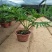 大春羽春雨室内植物绿植盆栽吸甲醛净化空气办公盆栽水培花卉
