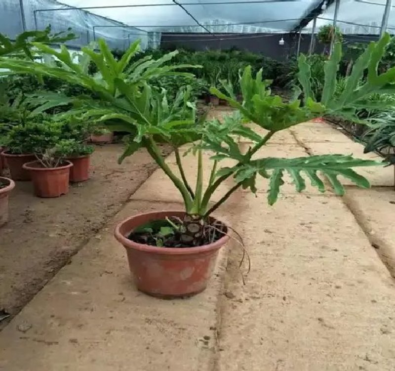 大春羽春雨室内植物绿植盆栽吸甲醛净化空气办公盆栽水培花卉