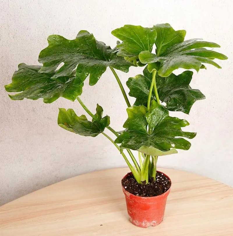 大春羽春雨室内植物绿植盆栽吸甲醛净化空气办公盆栽水培花卉