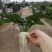 大春羽春雨室内植物绿植盆栽吸甲醛净化空气办公盆栽水培花卉