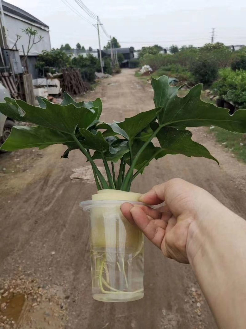 大春羽春雨室内植物绿植盆栽吸甲醛净化空气办公盆栽水培花卉