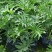 大春羽春雨室内植物绿植盆栽吸甲醛净化空气办公盆栽水培花卉