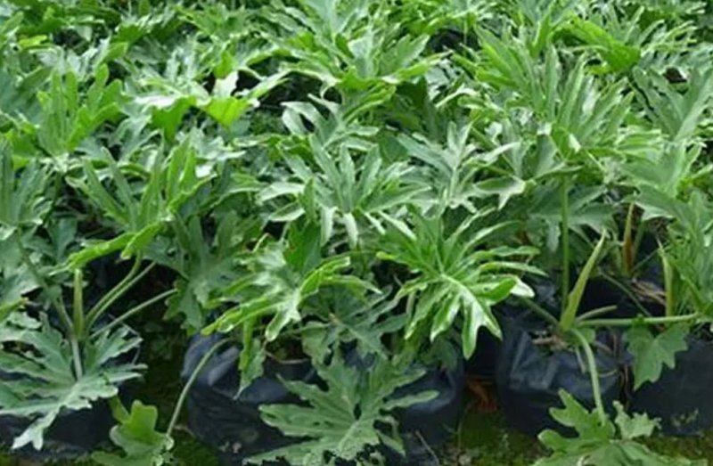 大春羽春雨室内植物绿植盆栽吸甲醛净化空气办公盆栽水培花卉
